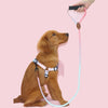 LEASHES & HARNESS